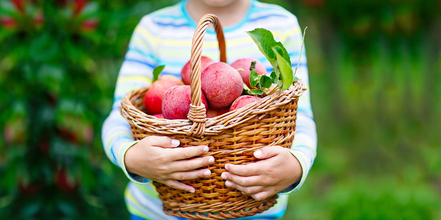 Person holding basket of red apples