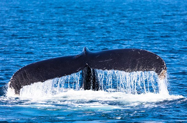 Whale tail emerging from water