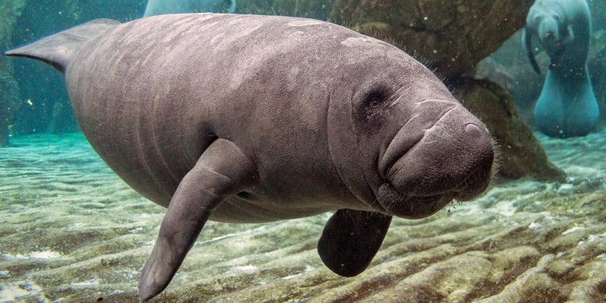 Manatee swimming in Crystal River, Florida