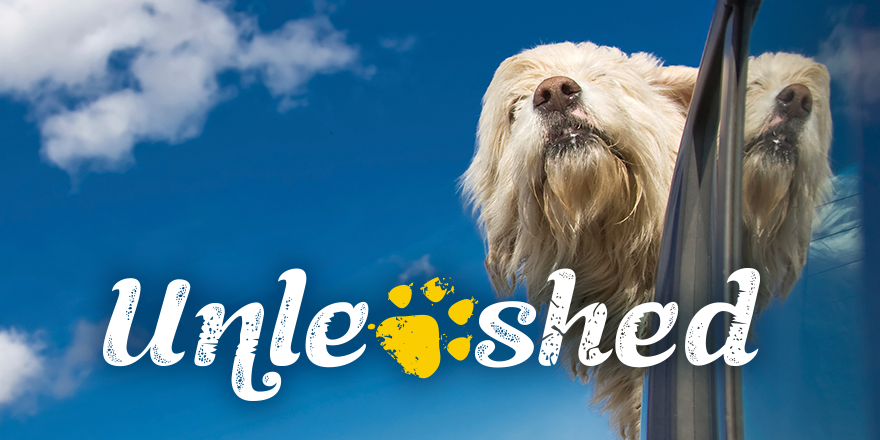 Unleashed: Shaggy dog with head out vehicle window