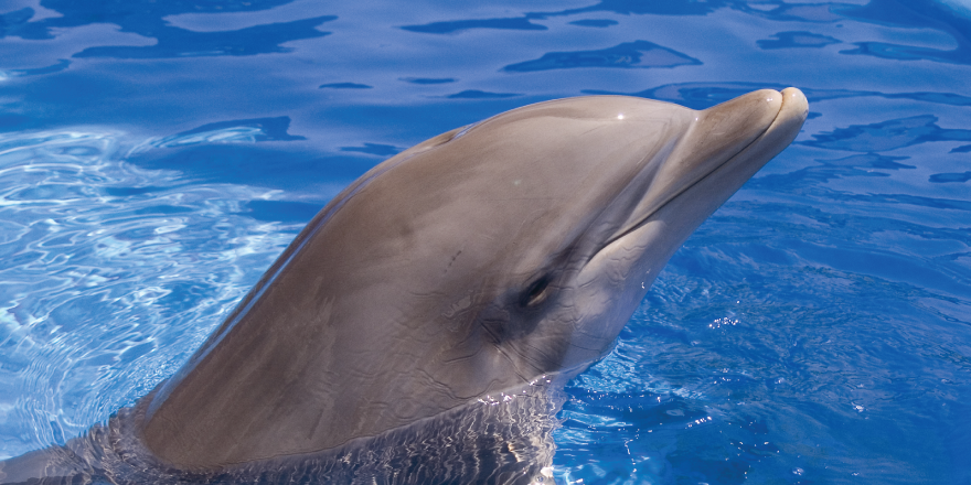 Dolphin in water