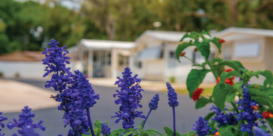 Purple flowers with houses in background