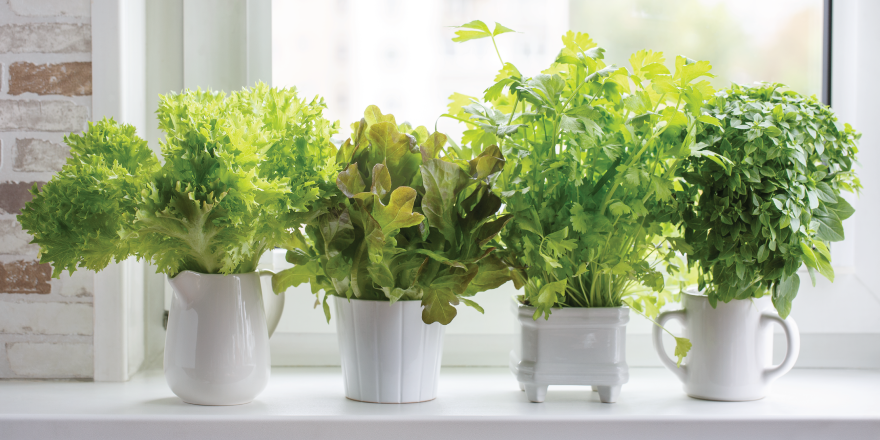 Green vegetables growing in white pots on window sill 