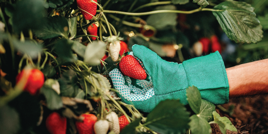 Person picking strawberries with green glove on hand