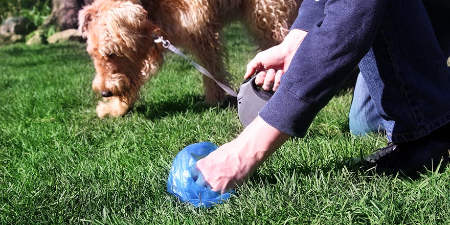 person playing with dog