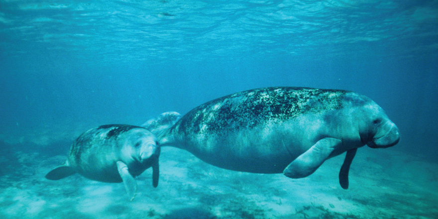 Manatees