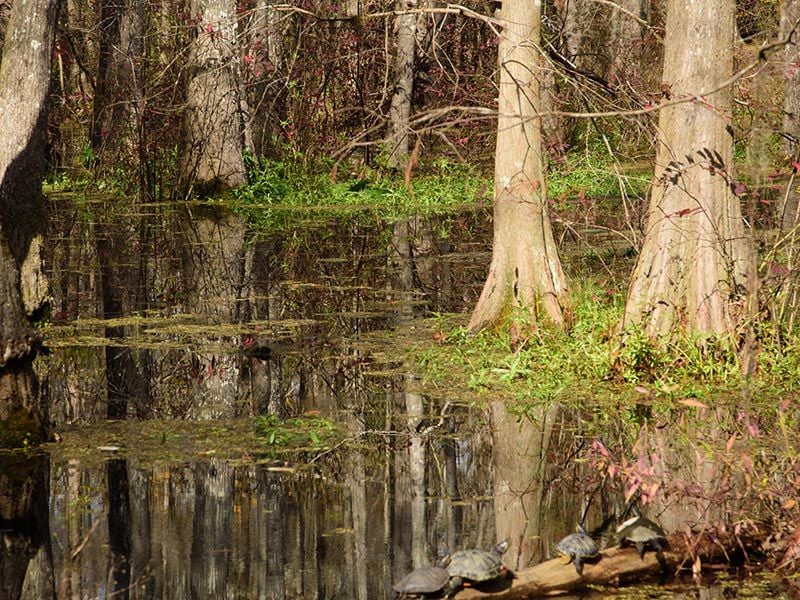 swamp tours ponchatoula la